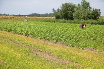 Akkerbouw in de Lutkemeerpolder